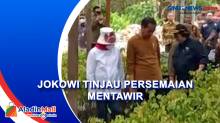 Tinjau Persemaian Mentawir, Jokowi: Ini Bukan Hanya untuk IKN Tapi Seluruh Kalimantan