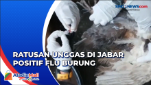 Ratusan Unggas Positif Flu Burung, Peternak Diminta Waspada