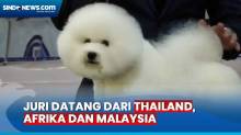 Ratusan Anjing Adu Kecantikan dan Ketangkasan dalam Kontes di Surabaya