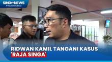 Upaya Gubernur Jabar Ridwan Kamil Tangani Kasus Raja Singa Terbesar Kedua di Indonesia