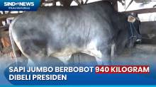 Sapi Jumbo Seharga Rp85 Juta, Dibeli Presiden di Kabupaten Bandung Barat