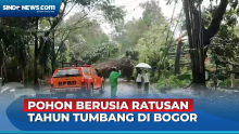 Pohon Raksasa Tumbang Timpa Sejumlah Kendaraan Akibat Hujan Disertai Angin Kencang di Bogor