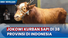 Jokowi Kurban Sapi ke 38 Provinsi di Indonesia pada Idul Adha 1444 H