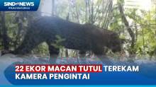 22 Ekor Macan Tutul di Taman Nasional Meru Betiri Jember, Terekam Kamera