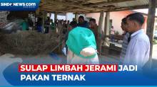 Kreatif! Mahasiswa di Banda Aceh Sulap Limbah Jerami jadi Pakan Ternak