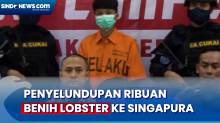 Penyelundupan Benih Lobster Senilai Rp5,3 Miliar Digagalkan Bea Cukai Bandara Soetta