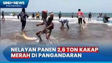 Panen Ikan, Nelayan Batukaras Tangkap 2,6 Ton Kakap Merah dengan Jaring Arad