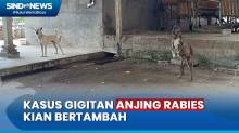 Kasus Gigitan Anjing di Karangasem Bali Kian Bertambah, 82 Positif Rabies