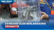 Ular kobra Bersarang di Balik Lemari Pakaian, Warga Tangerang Heboh