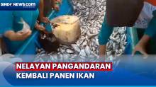 1 Ton Ikan Diserbu Warga Usai Nelayan Panen di Pangandaran