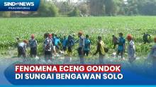 Ratusan Relawan Bersihkan Eceng Gondok yang Penuhi Sungai Bengawan Solo