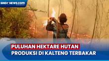 Diduga Sengaja Dibakar, Puluhan Hektare Hutan Produksi di Kalteng Dilalap Api