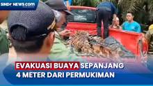 Buaya Sepanjang 4 Meter Dievakuasi dari Permukiman Warga di Riau, Begini Penampakannya