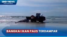 Bangkai Ikan Paus Berukuran Raksasa Terdampar di Pantai Double Six Bali