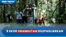 BKSDA Kalteng-BOS Lepasliarkan 8 Ekor Orangutan ke Taman Nasional Bukit Raya Kalteng