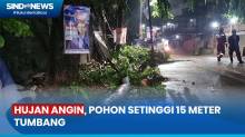 Hujan Deras dan Angin Kencang, Pohon Setinggi 15 Meter Tumbang di Jakarta Timur