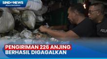 Pengiriman 226 Ekor Anjing ke Solo Berhasil Digagalkan Polrestabes Semarang