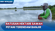 Petani Merugi, Ratusan Hektare Sawah Terendam Banjir di Jombang