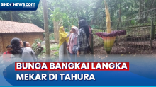 Momen Langka, Bunga Bangkai Berukuran Raksasa Mekar di Tahura Bandung