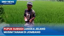 Petani Kesulitan Cari Pupuk Subsidi Jelang Musim Tanam di Jombang