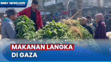 Pasokan Makanan Berkurang, Warga Gaza Terpaksa Makan Tanaman Liar