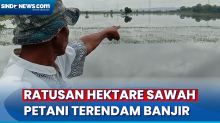 Petani Terancam Gagal Panen Usai Ratusan Hektare Sawah Terendam Banjir di Grobogan
