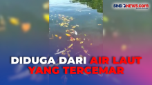 Puluhan Ikan Ditemukan Mati Mendadak Akibat Air Muara Sungai Marana di Maros Sulawesi Selatan Berubah Warna