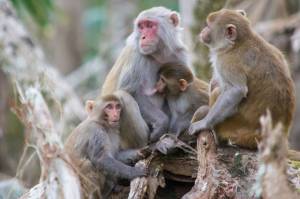 Kronologi Gerombolan Monyet  Begal Sampel Darah Pasien Positif Corona