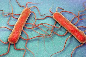 Kenali Tempat Hidup dan Gejala Infeksi Bakteri pada Enoki L. Monocytogenes