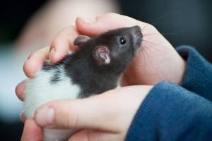 Ilmuwan Mengajarkan Tikus untuk Mencium Bau