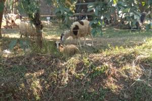 Bocah di Tangsel Menabung Beli Domba Kurban Berbobot 30 Kg