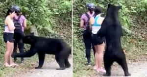 Suka Meluk dan Ngendus Pengunjung Wanita, Beruang Jantan Dikebiri