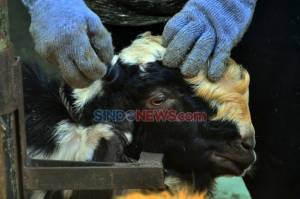 25 Ekor Kambing Hilang Digasak Maling, Warga Tambun Resah