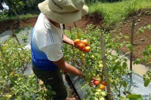 Ayo Anak Muda, Peluang Bisnis Sektor Pertanian Terbuka Lebar