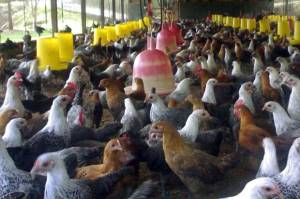 Anggaran Ayam Lokal Kementan Kena Semprit Anggota DPR