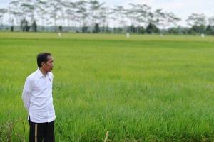 Prittt, Perhatian! Awal Oktober Jokowi Bakal Kick Off Food Estate