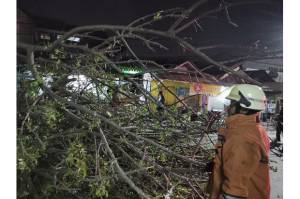 Pohon Kedondong Tumbang, 1 Orang Terluka di Makasar