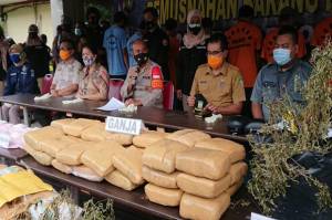 Polrestro Tangerang Musnahkan Ratusan Gram Sabu dan Tanaman Ganja Siap Panen