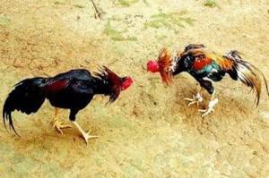 Komplek Pemda DKI Digerebek Polisi, Penjudi Sabung Ayam Berhamburan