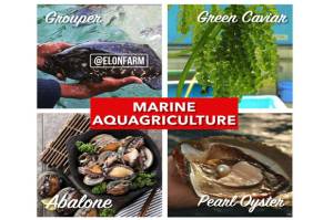 Marine Aquagriculture: Pertanian Modern Berbasis Air Laut