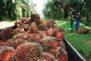 Pola Kemitraan PTPN V Tingkatkan Produktivitas Sawit Riau