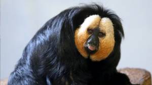 Monyet di Kebun Binatang Lebih Suka Suara Kemacetan Dibanding Suara Alam
