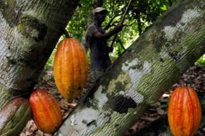 Indonesia Bisa Menjadi Kekuatan Kakao Baru di Dunia