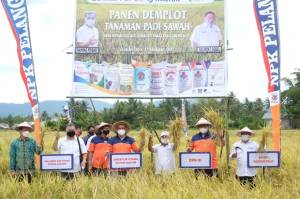 Agro Solution Dongkrak Produktivitas Padi Gorontalo hingga 80 Persen