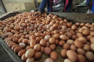 Telur Ayam dan Bawang Merah Tak Mampu Membendung Serangan Cabai Rawit Dkk