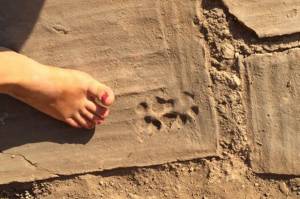 Arkeolog Temukan Jejak Kaki Anjing di Rumah Berusia 1.500 Tahun di Turki
