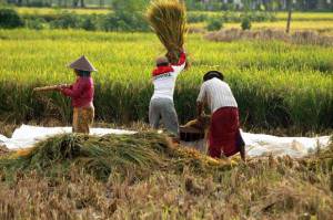 Kinerja Sektor Pertanian Menghijau Ketika Pertumbuhan Ekonomi Merah