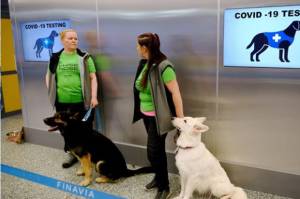 Anjing Mampu Mendeteksi Penderita Covid-19 Lebih Cepat dari Rapid Tes