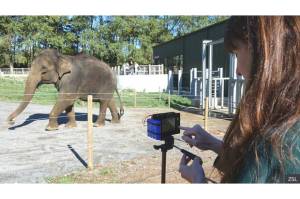 Peneliti Kembangkan Teknologi Baru untuk Kurangi Konflik Manusia dan Gajah