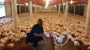 Curhat Peternak Ayam Rakyat Nasional, Dua Tahun Rugi Rp5,4 Triliun